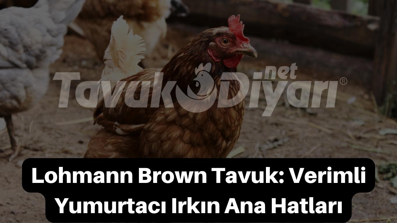 Lohman Brown tavuk ırklarından, uysal ve sakin yapısı sayesinde yüksek verim elde edilmektedir.