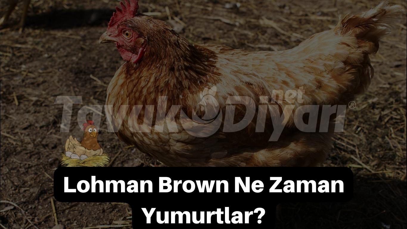 Lohman Brown tavuklar, genellikle 4-5 aylıkken yumurtlamaya başlarlar. Bu, beslenme ve genel sağlık koşullarına bağlı olarak değişebilir.