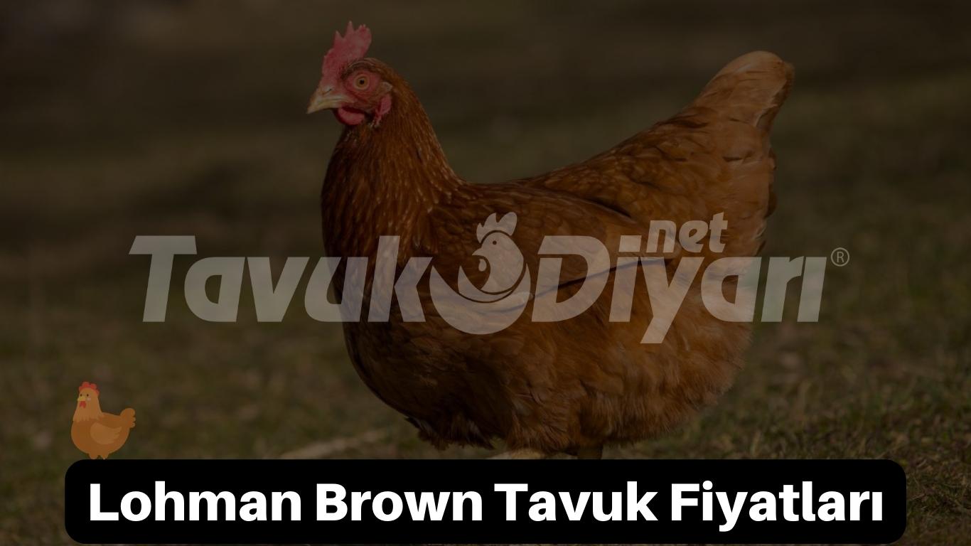 Lohman Brown tavuk fiyatları ne kadar?